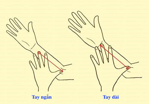 Xem hình dáng bàn tay biết ngay tính cách