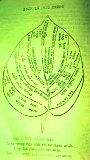 Xem lá trầu không